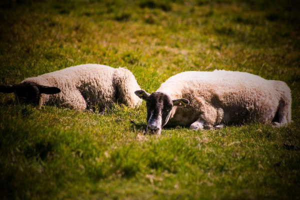 Resting Sheep